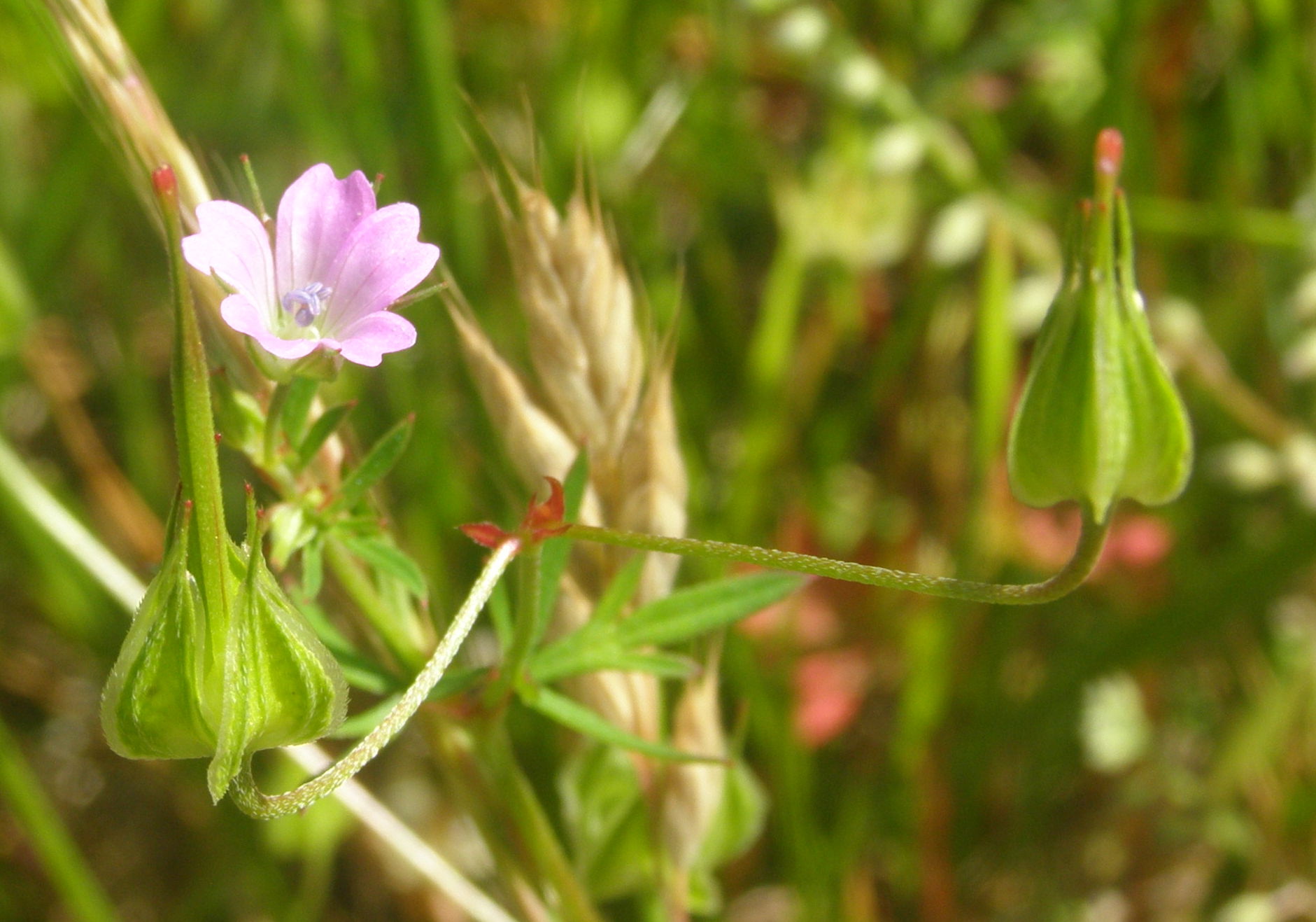 Geranium columbinum / Geranio colombino